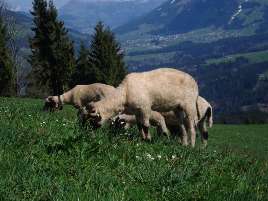 Vila Biobauernhof Fleckl Hopfgarten im Brixental Exteriér fotografie